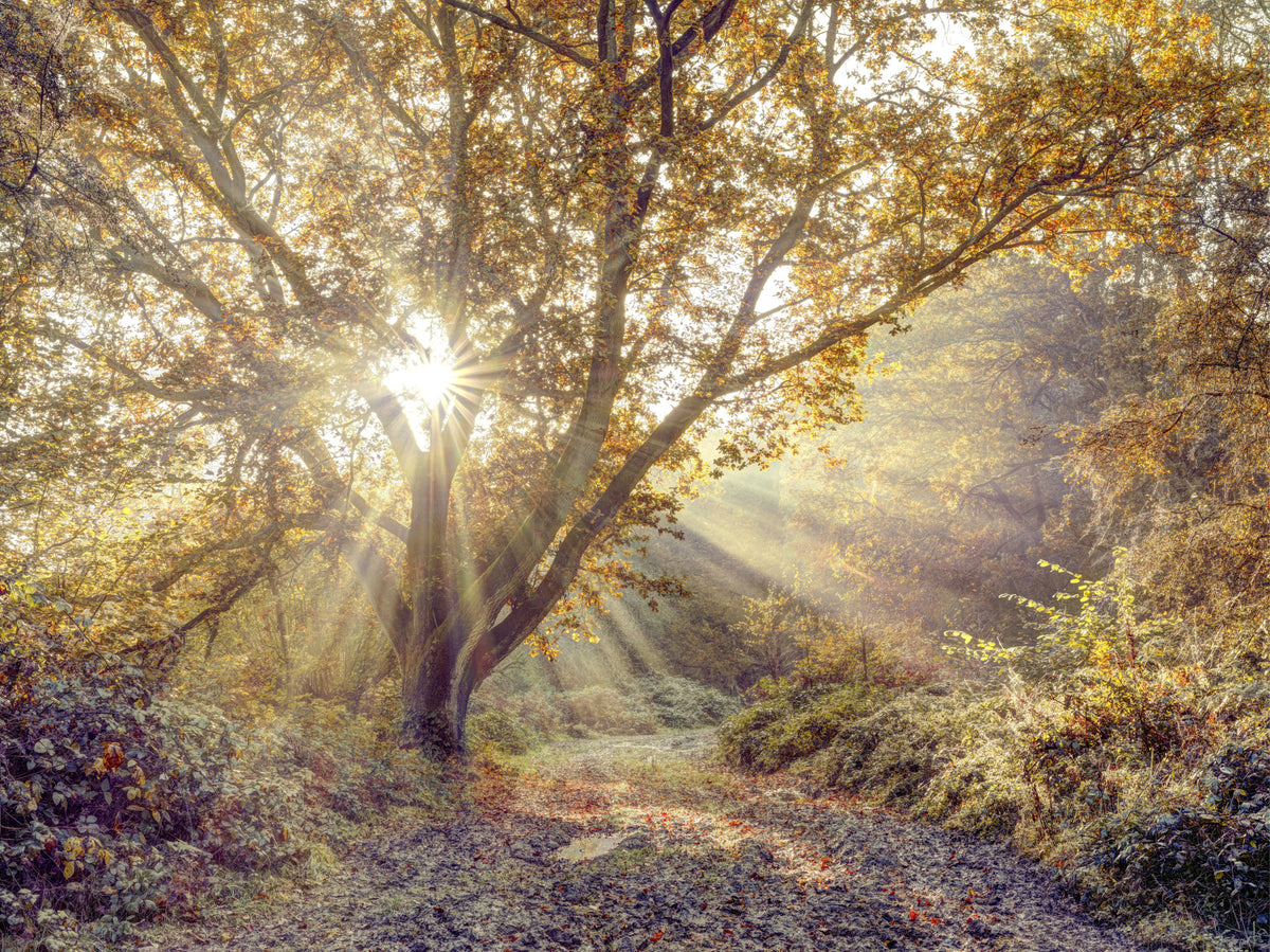 Golden Forest Radiance Wall Mural in your room