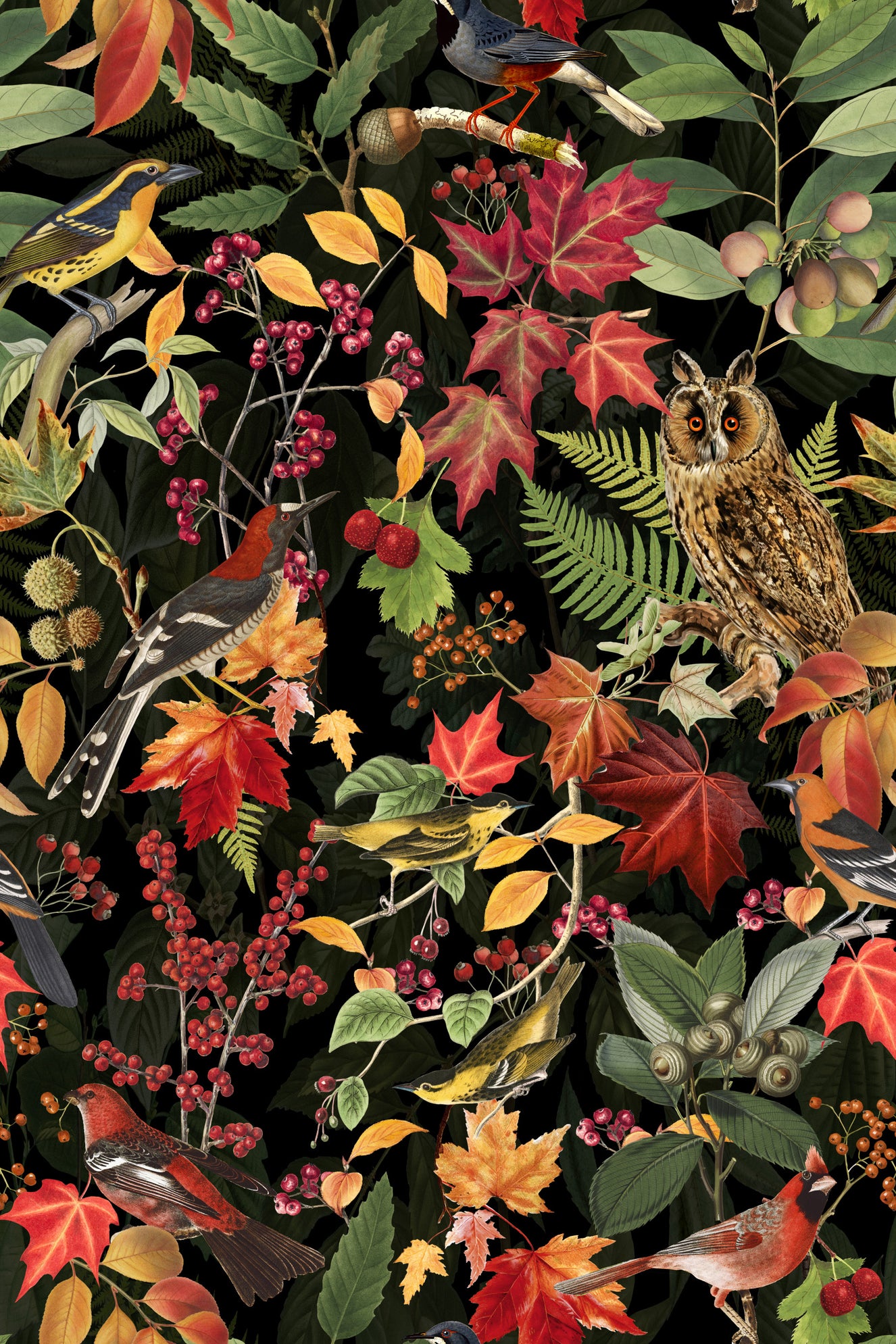 Autumn Owl Woodland Impression Black Wallpaper⁠