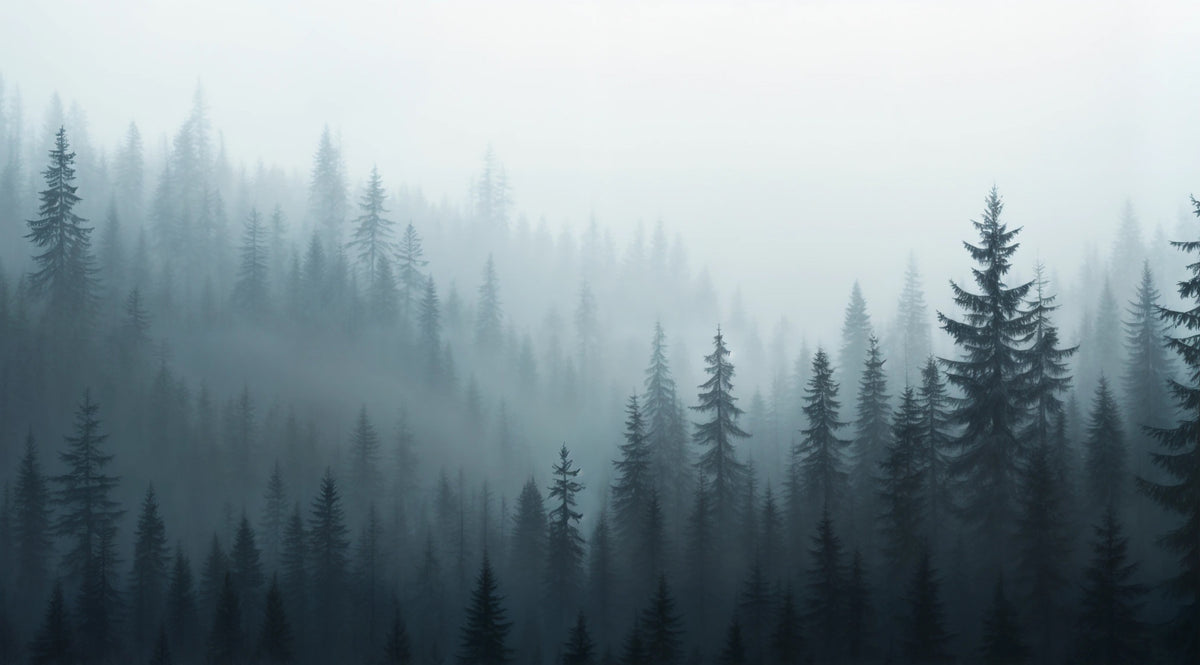 Misty Forest Dreams Wall Mural in your room