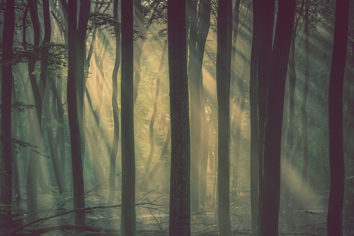 Mystic Woodland Glow Wall Mural