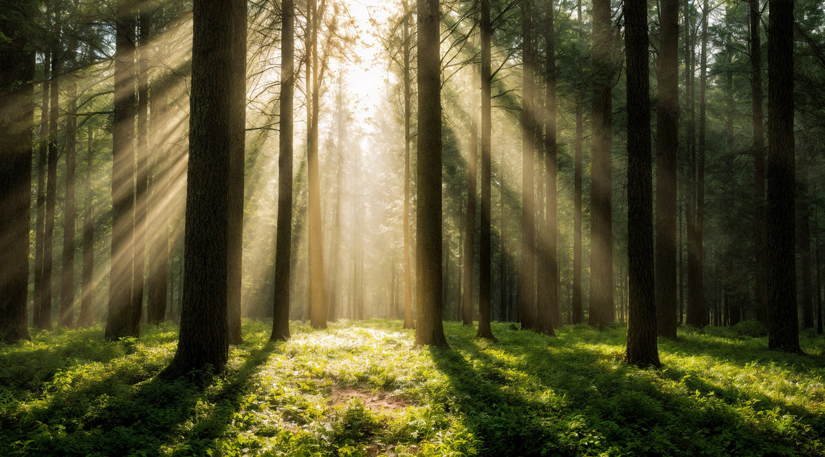 Sunlit Woodland Serenity Wall Mural in your room