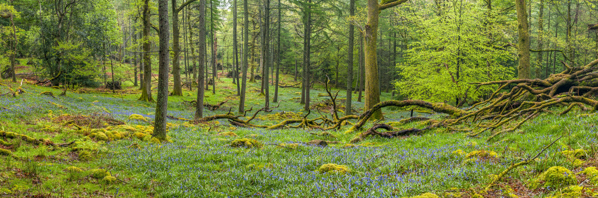 Trees in forest in your room — zoomed