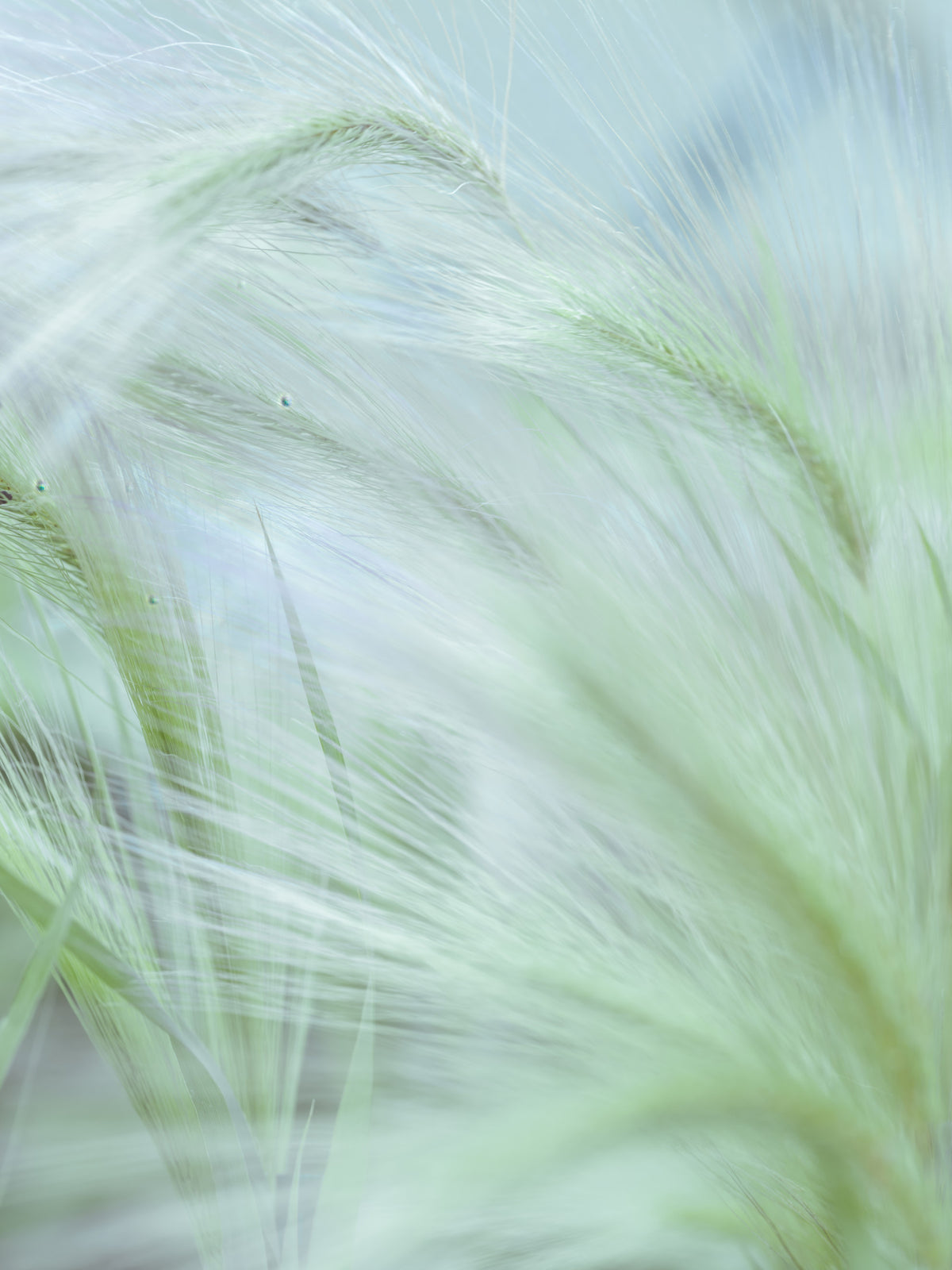 Whispering Grasses Wall Mural in your room — zoomed
