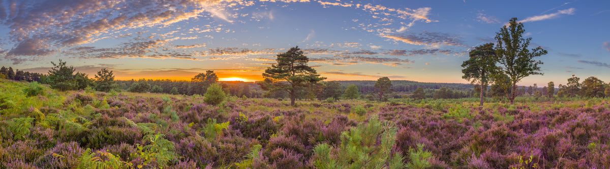 Sunrise Heather Bloom Wall Mural in your room