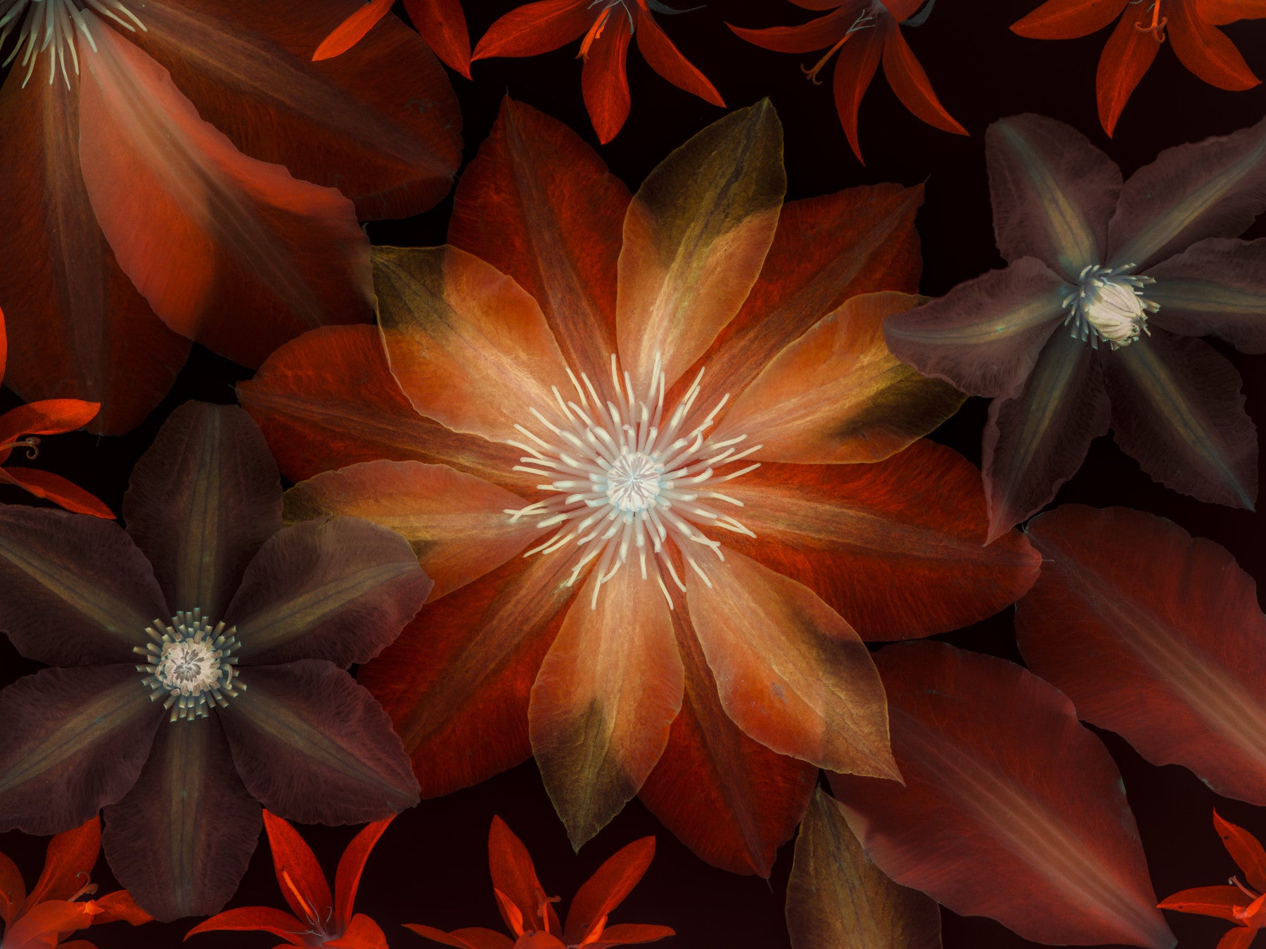 Clematis Flowers Wall Mural
