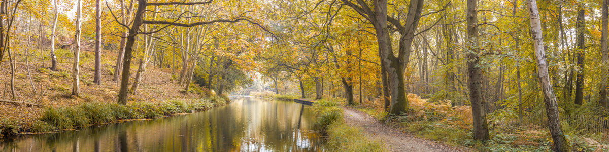 Peaceful Forest Canal Wall Mural in your room