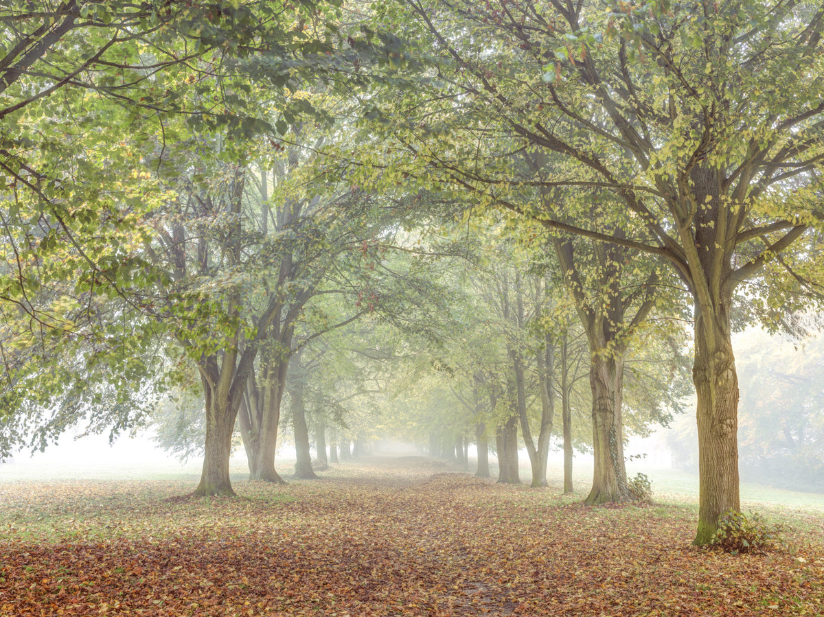 Misty Grove Retreat Wall Mural in your room — zoomed