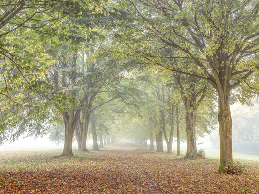 Misty Grove Retreat Wall Mural