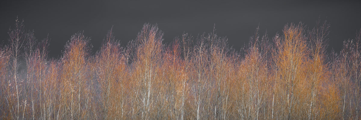 Amber Woods Dusk Wall Mural in your room — zoomed