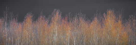 Amber Woods Dusk Wall Mural