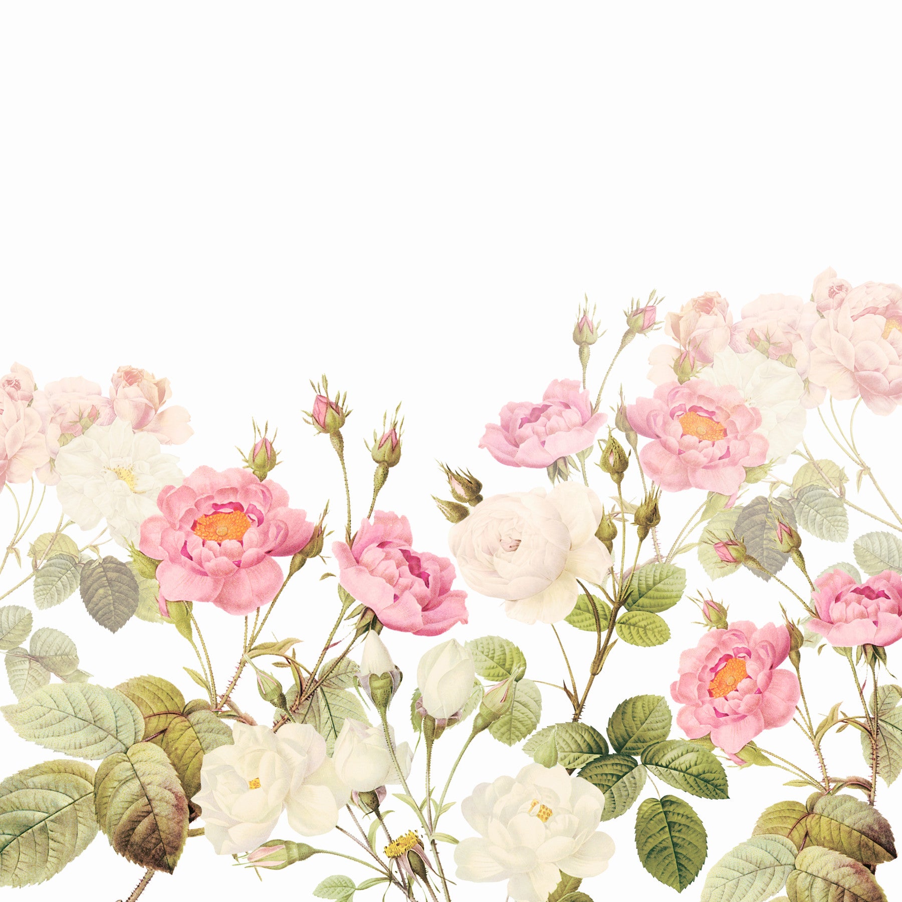 Vintage Blush Rose Garden Wall Mural