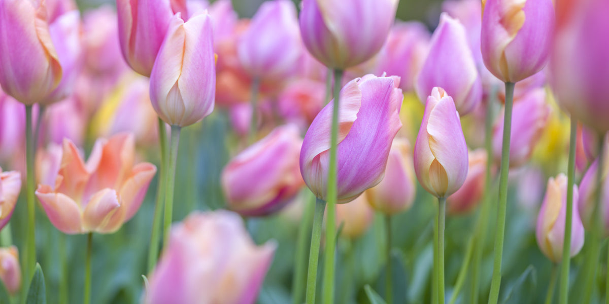 Pink Tulip Garden Wall Mural in your room — zoomed