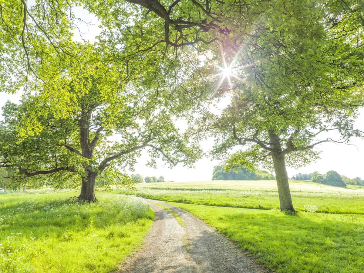 Meadow Walk Wall Mural in your room — zoomed