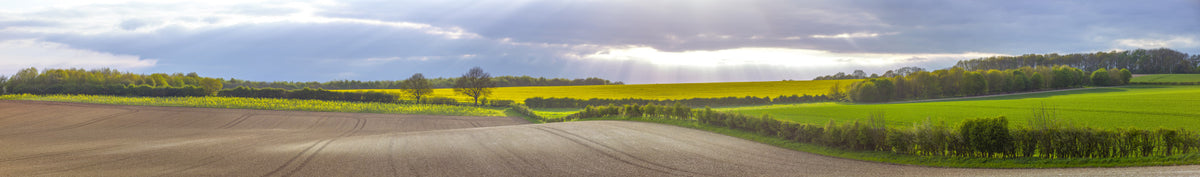 Golden Farmlands Wall Mural in your room
