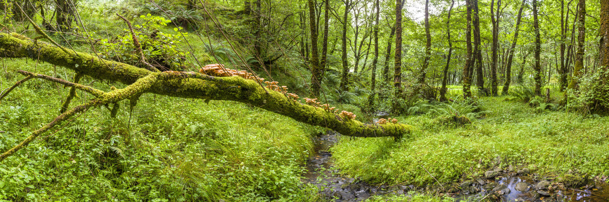 Forest Floor Harmony Wall Mural in your room — zoomed