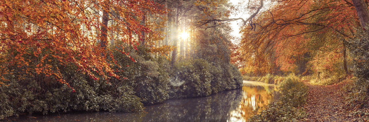 Gilded Woods Wall Mural in your room — zoomed