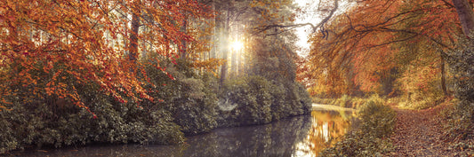 Gilded Woods Wall Mural