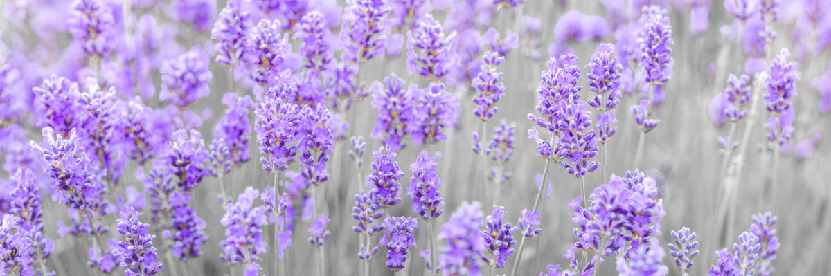 Lavender Bloom Wall Mural in your room