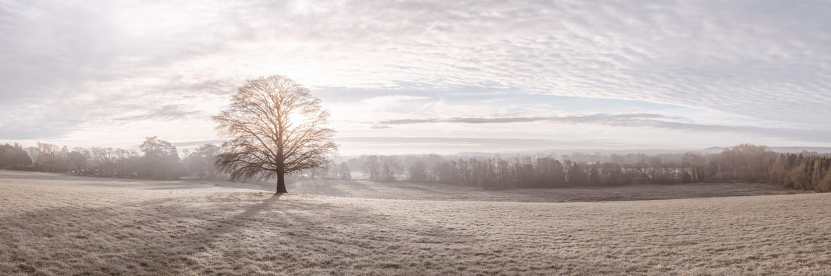 Winter's Soft Light Wall Mural in your room