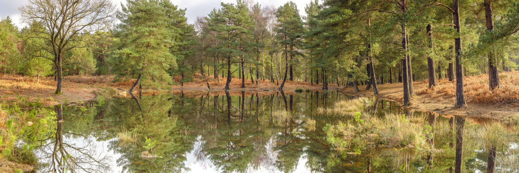 Mirror Forest Wall Mural in your room — zoomed