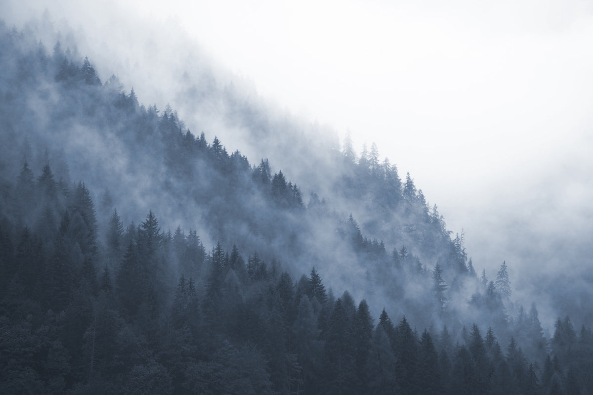 Misty Mountain Forest Wall Mural in your room — zoomed