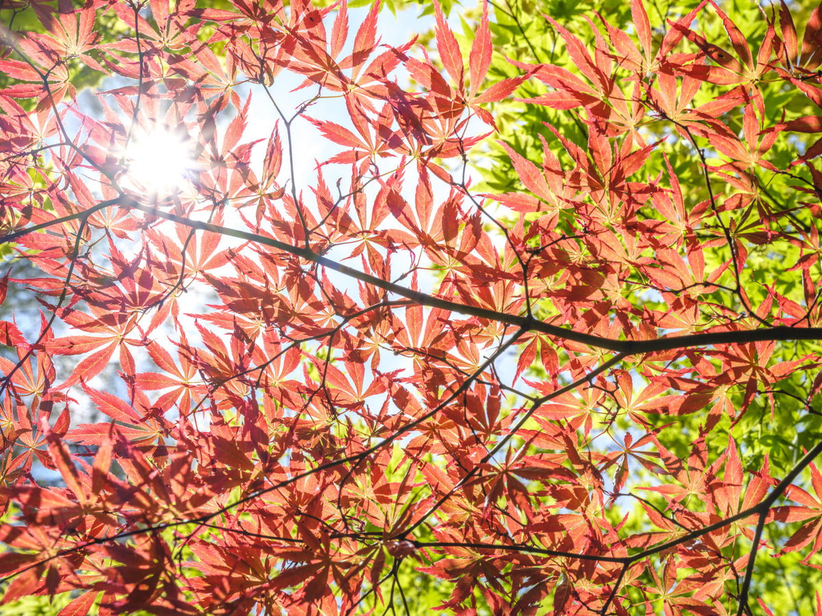 Autumn Leaves Wall Mural in your room — zoomed