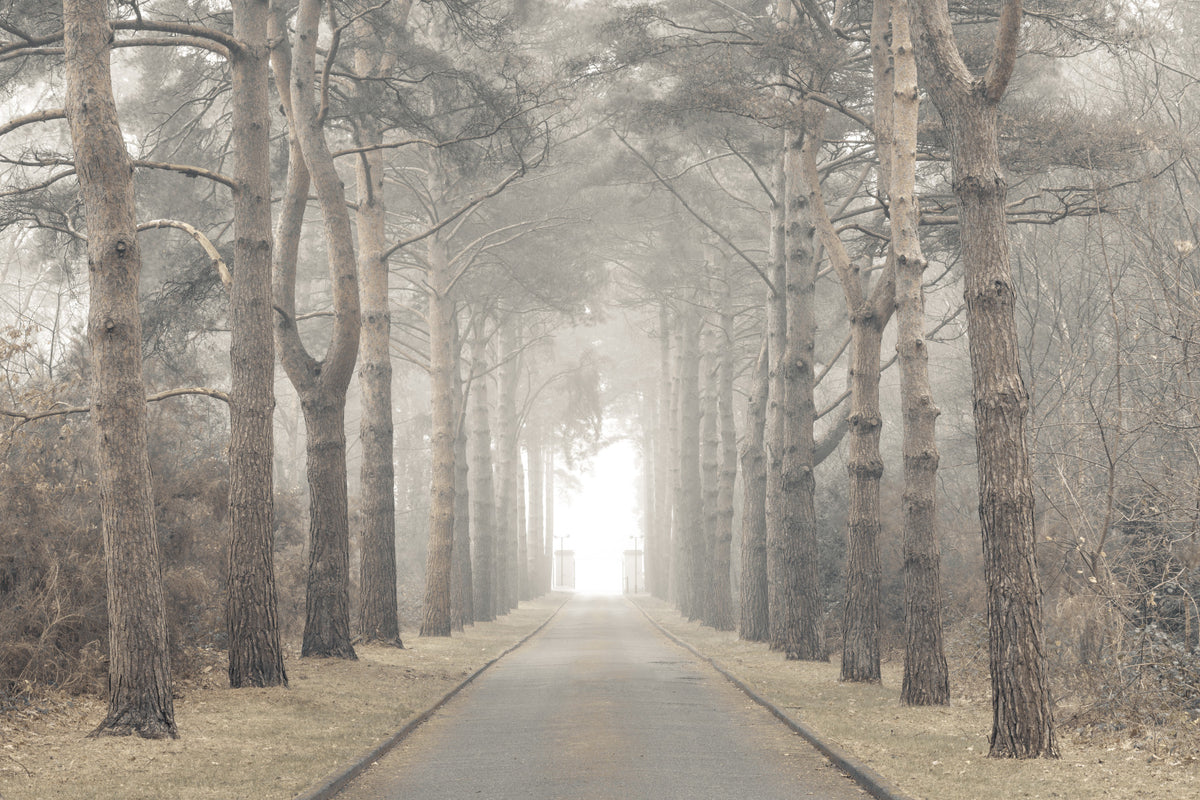 Ethereal Realm Wall Mural in your room