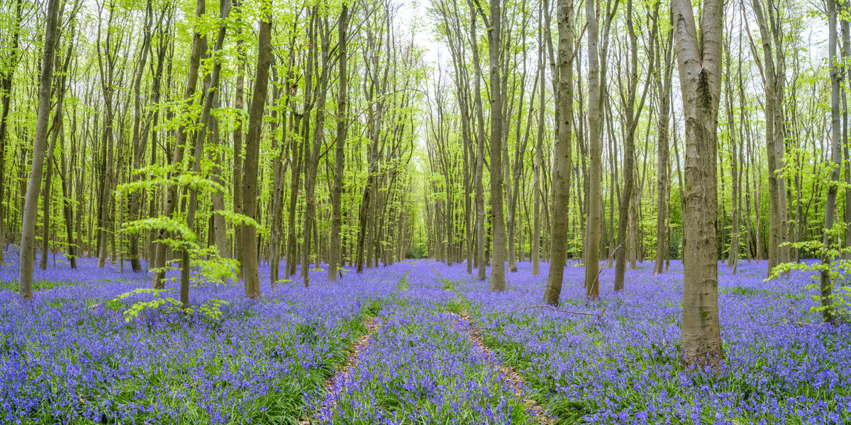 Enchanted Bluebell Woods Wall Mural in your room