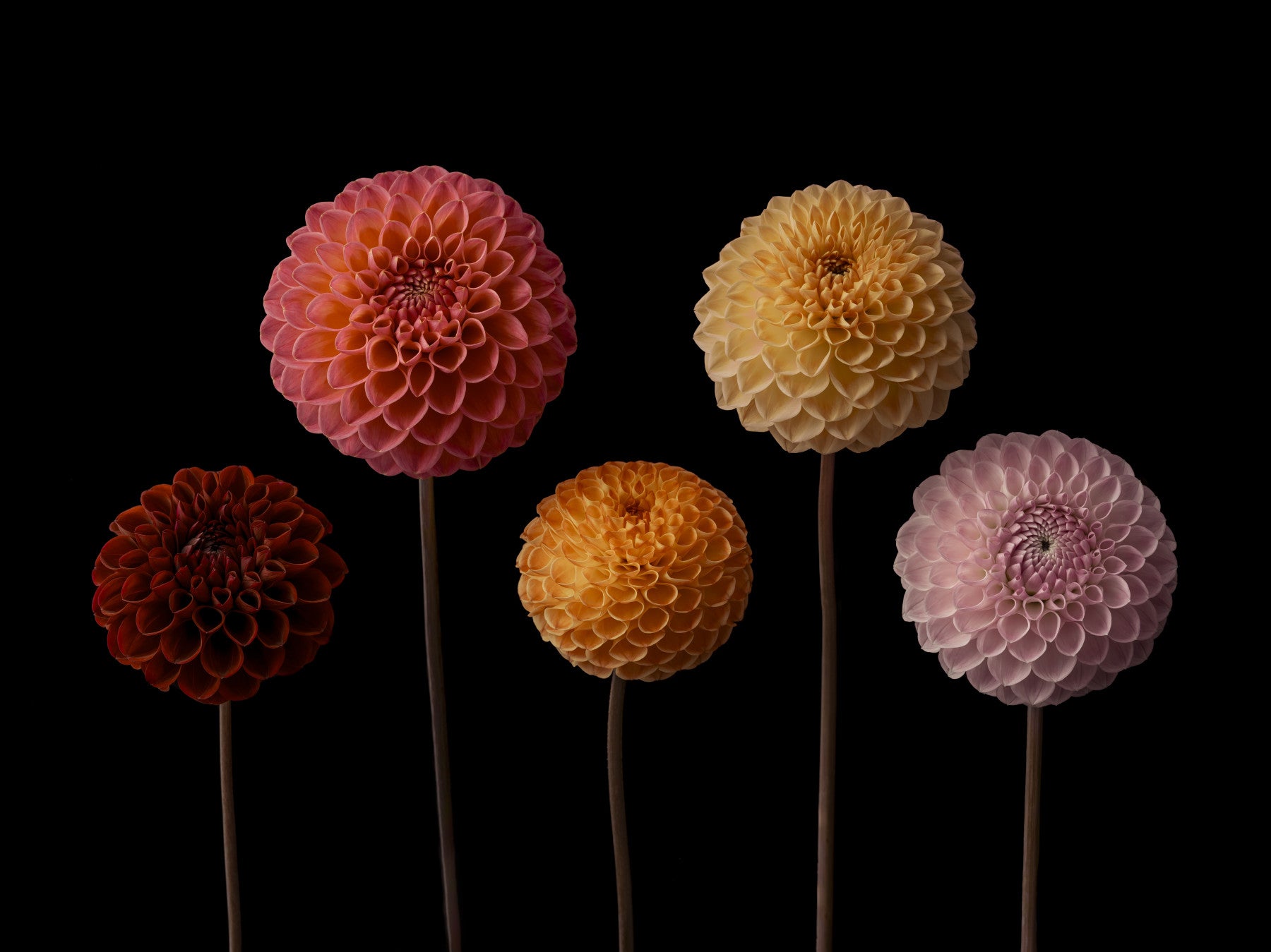 Dahlia Diversity Wall Mural in your room — zoomed