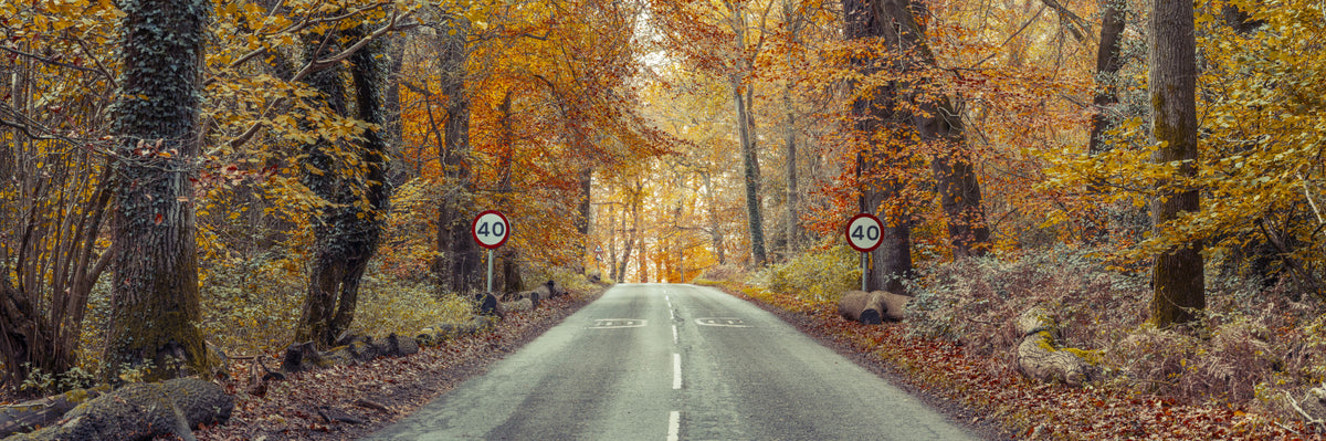 Scenic Drive Through Fall Colors Wall Mural in your room — zoomed