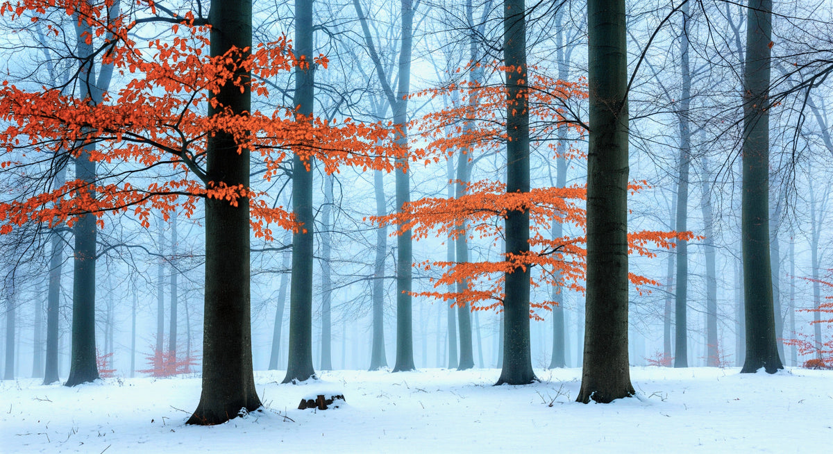 Ethereal Autumn Forest Wall Mural in your room