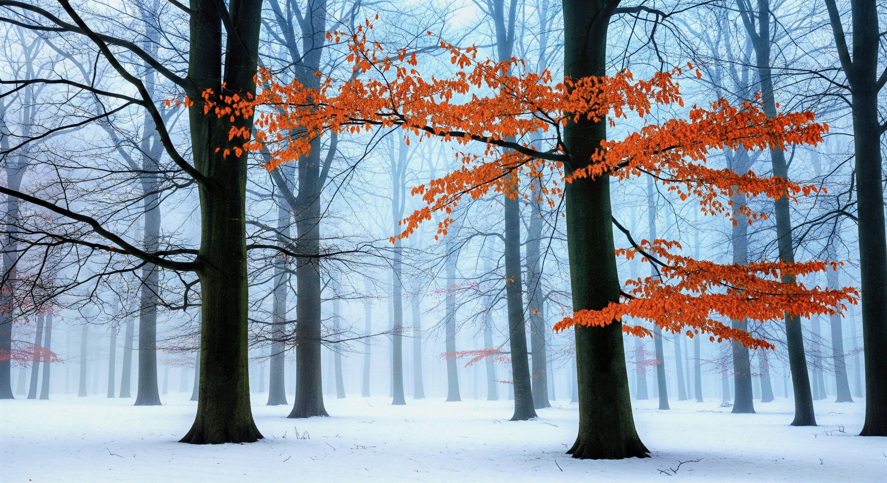 Frozen Forest Ember Wall Mural