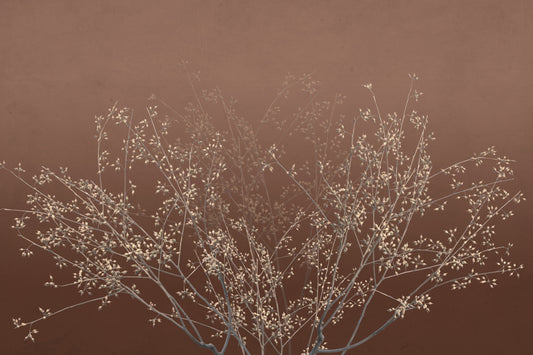 Winter Twigs Wall Mural