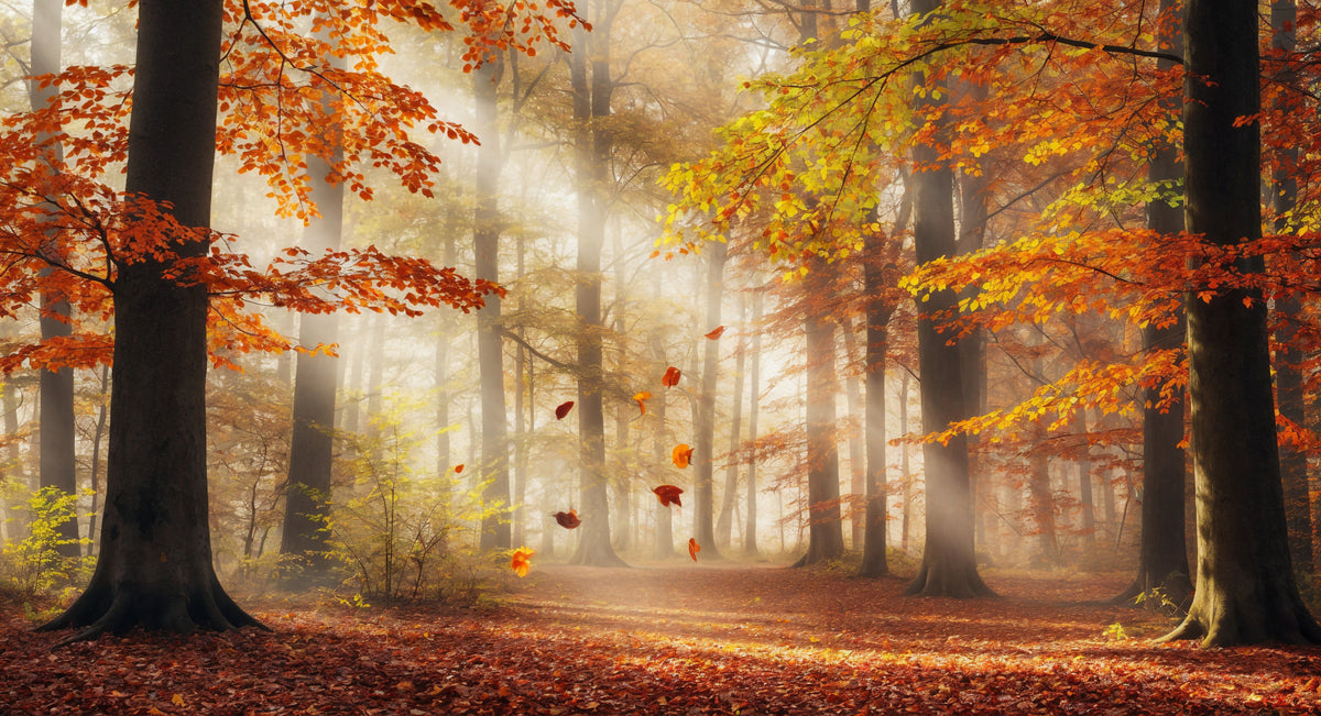 Autumn's Embrace Wall Mural in your room — zoomed