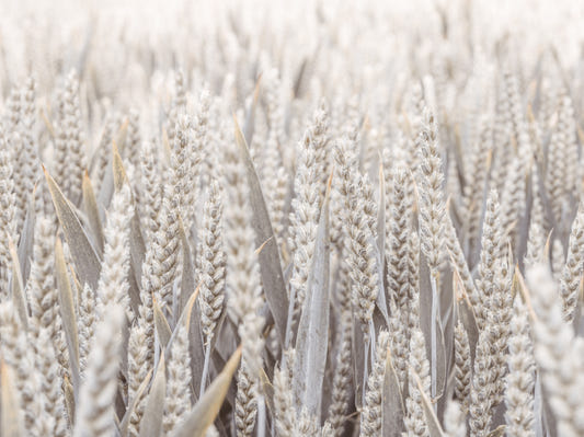 Grain Field Serenity Wall Mural
