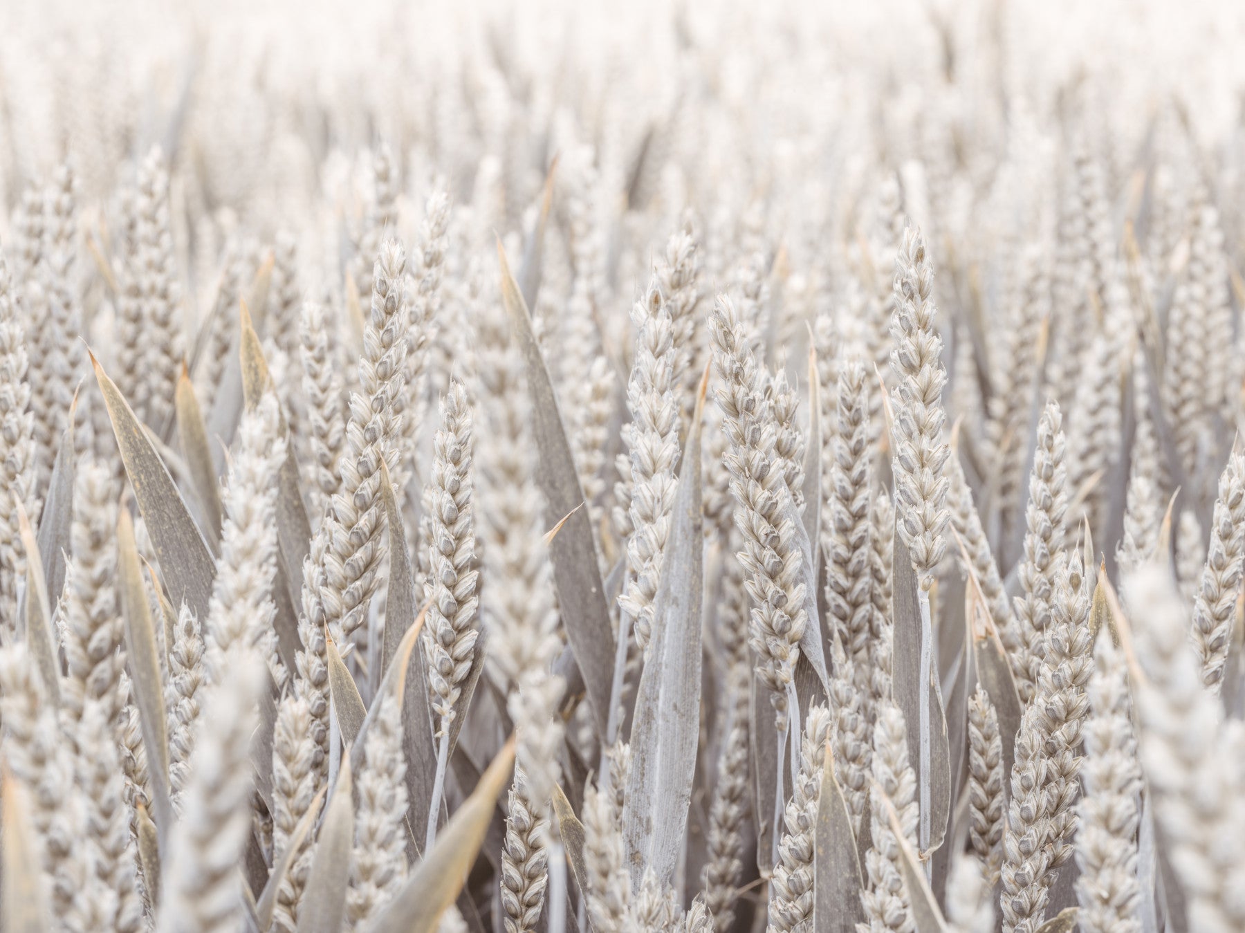 Grain Field Serenity Wall Mural