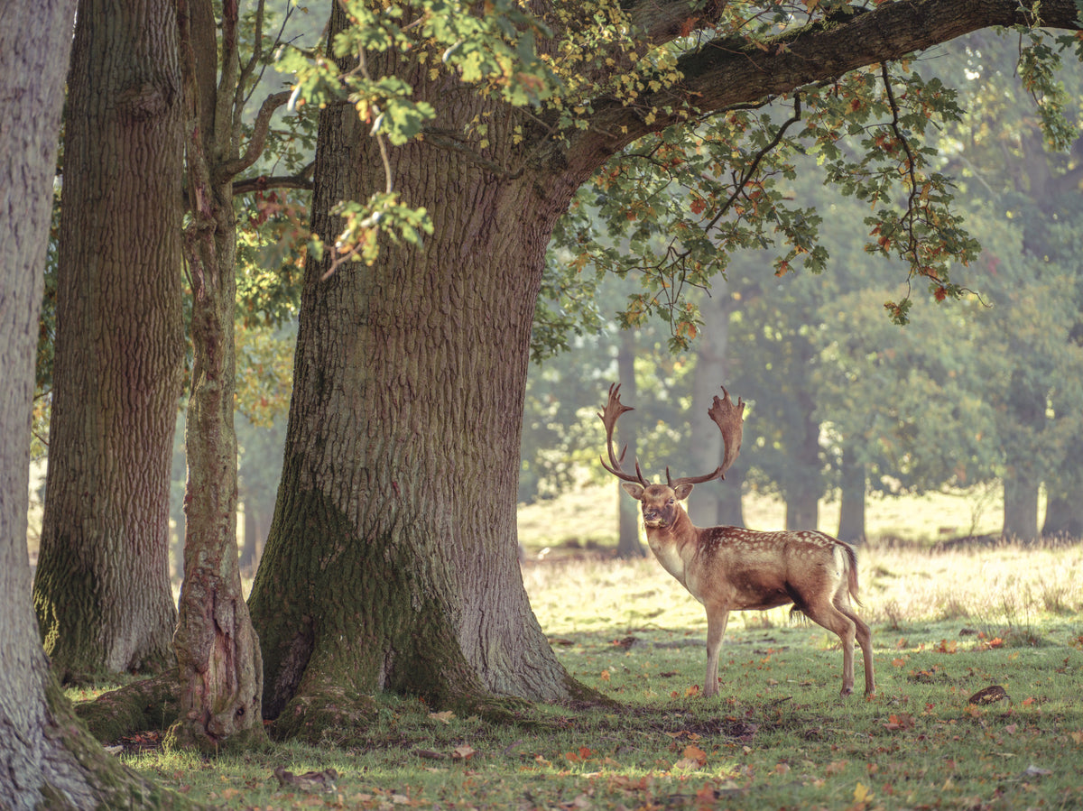 Forest Monarch Wall Mural in your room — zoomed