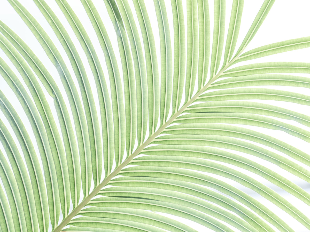 Lime Leaf Whisper Wall Mural in your room