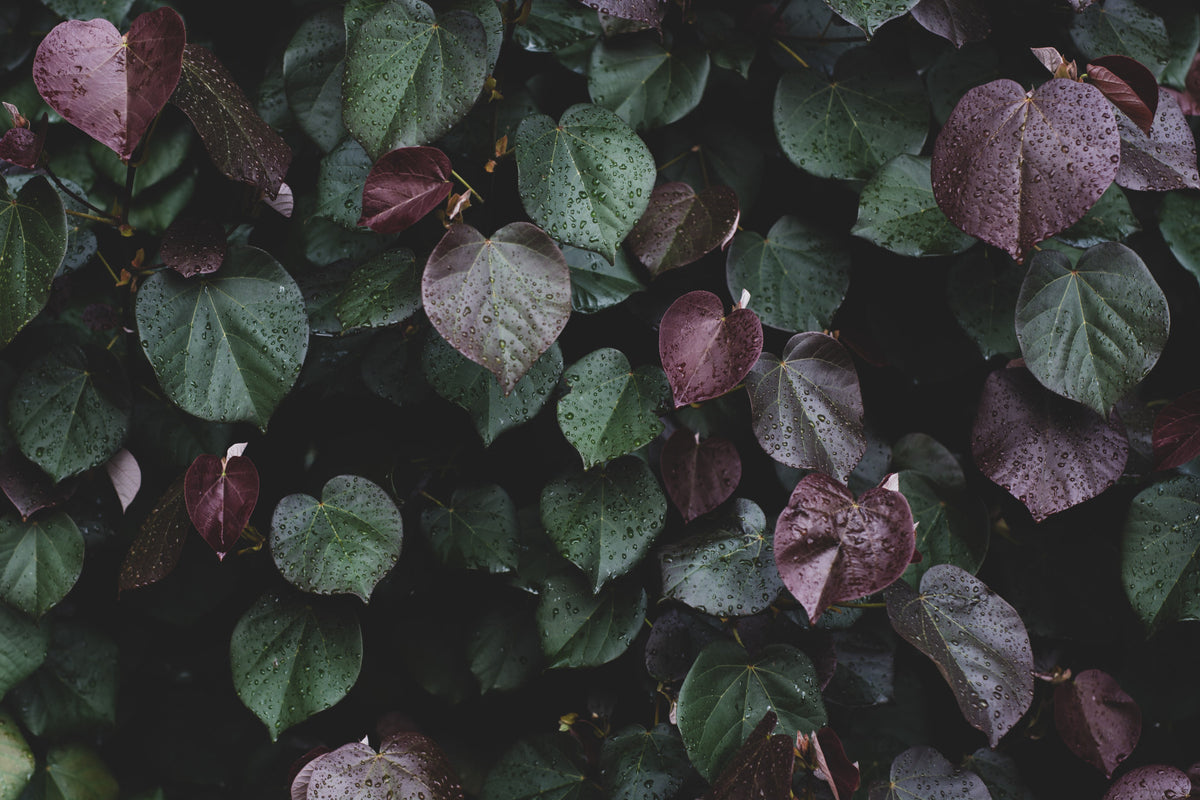 Winter leaves I Wall Mural in your room — zoomed