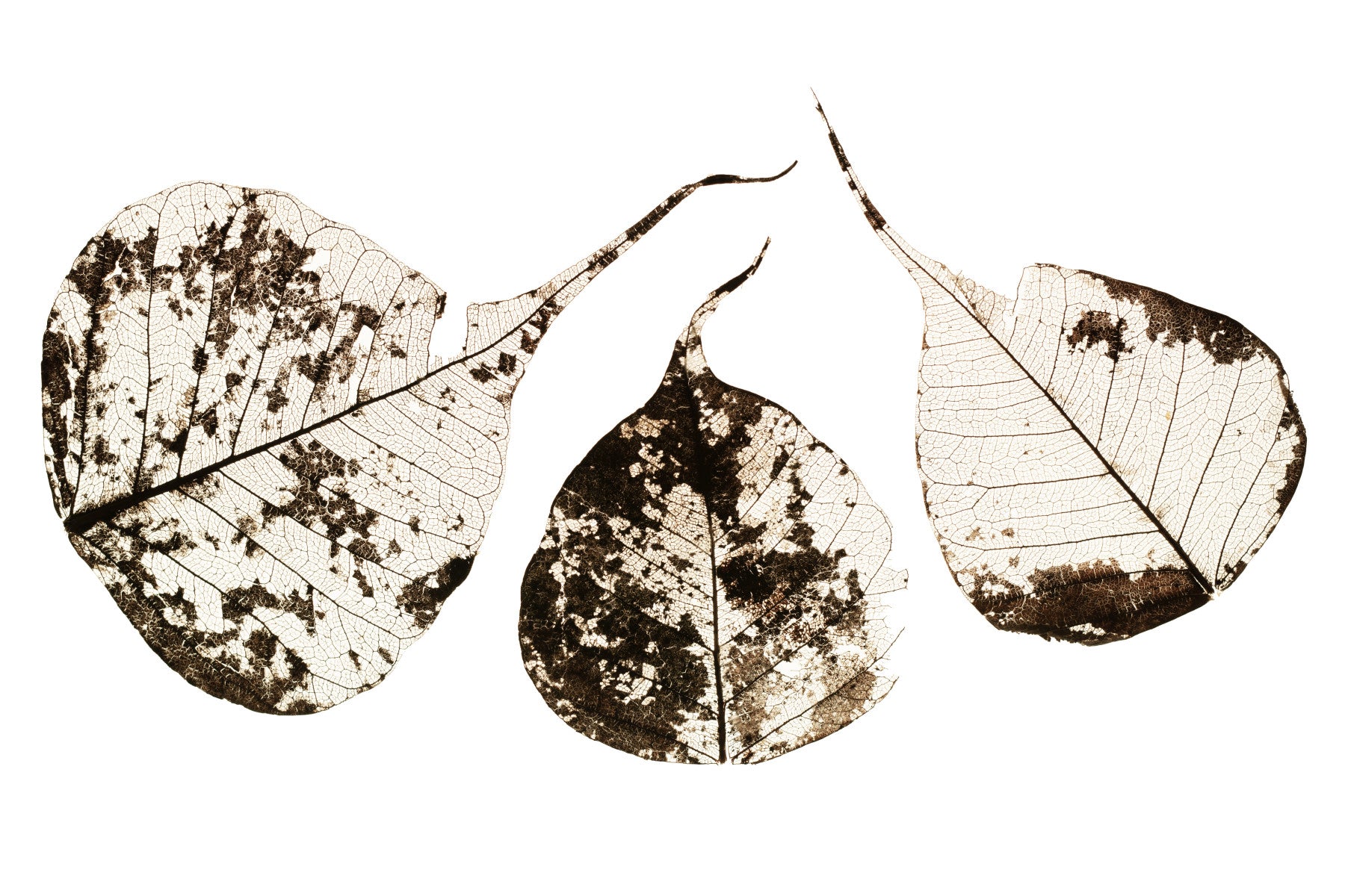 Fallen Leaves #1 Wall Mural in your room — zoomed