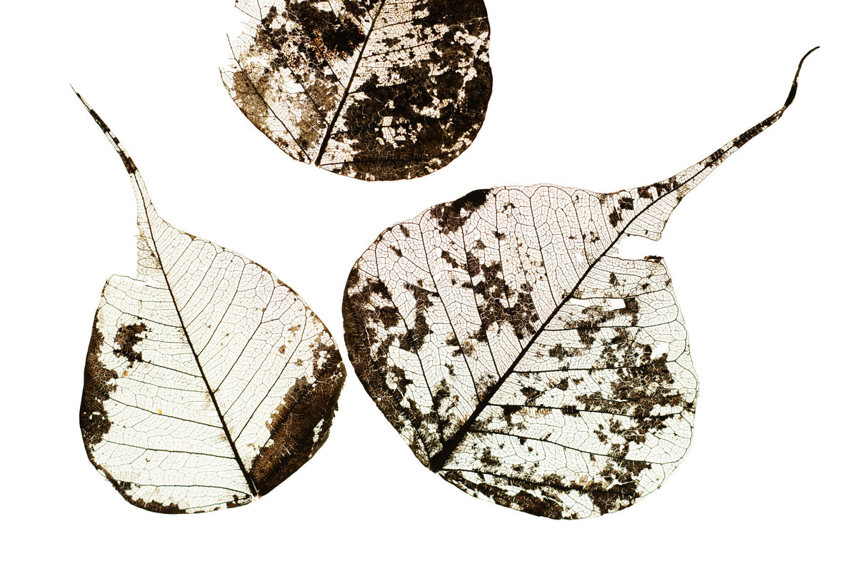 Fallen Leaves #0 Wall Mural in your room