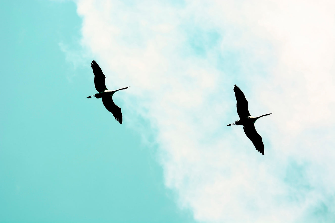 Crane(s) V Wall Mural