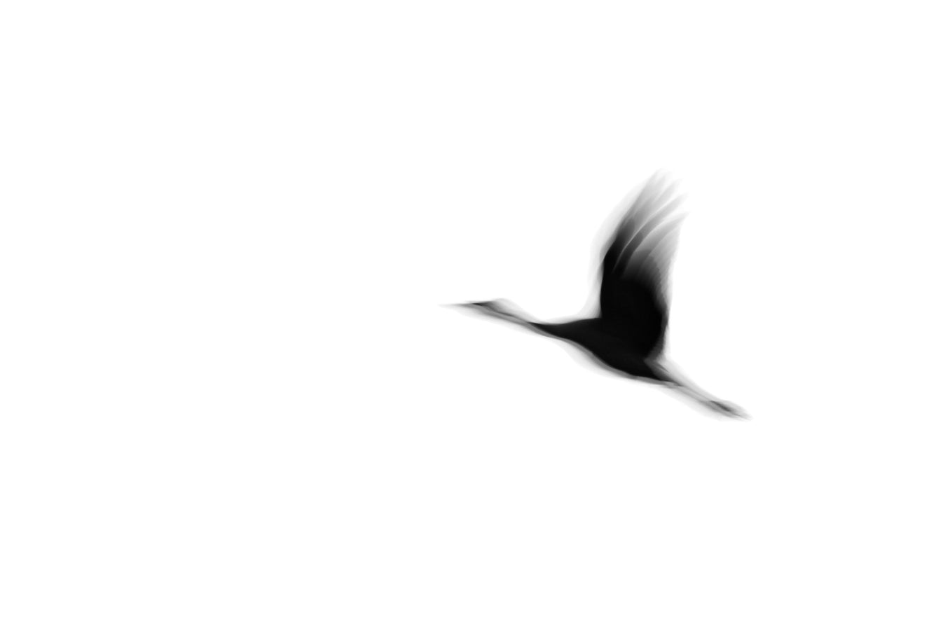 Crane(s) I Wall Mural