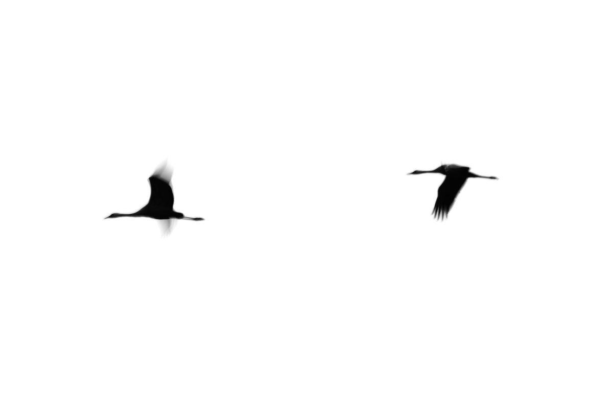 Crane(s) II Wall Mural in your room