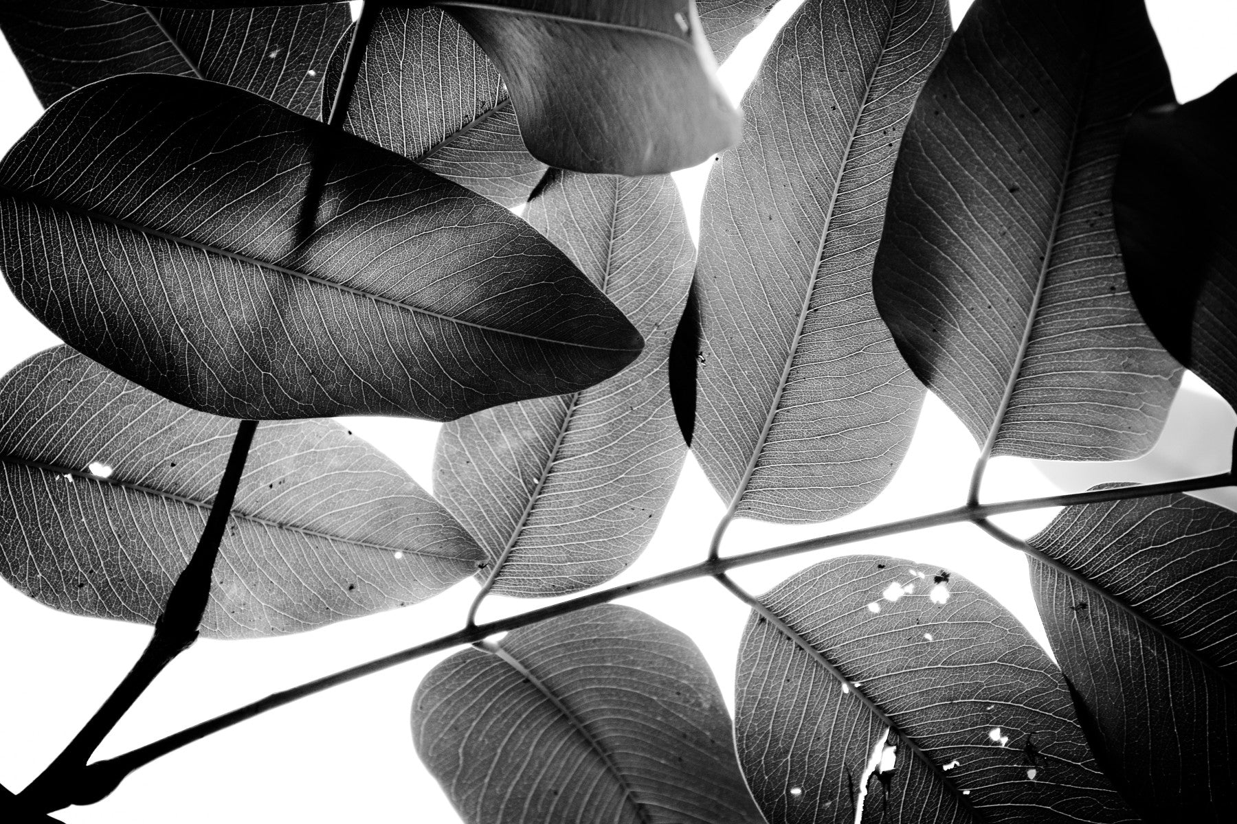 A beautiful botanical wallpaper mural with subtle leaves.

