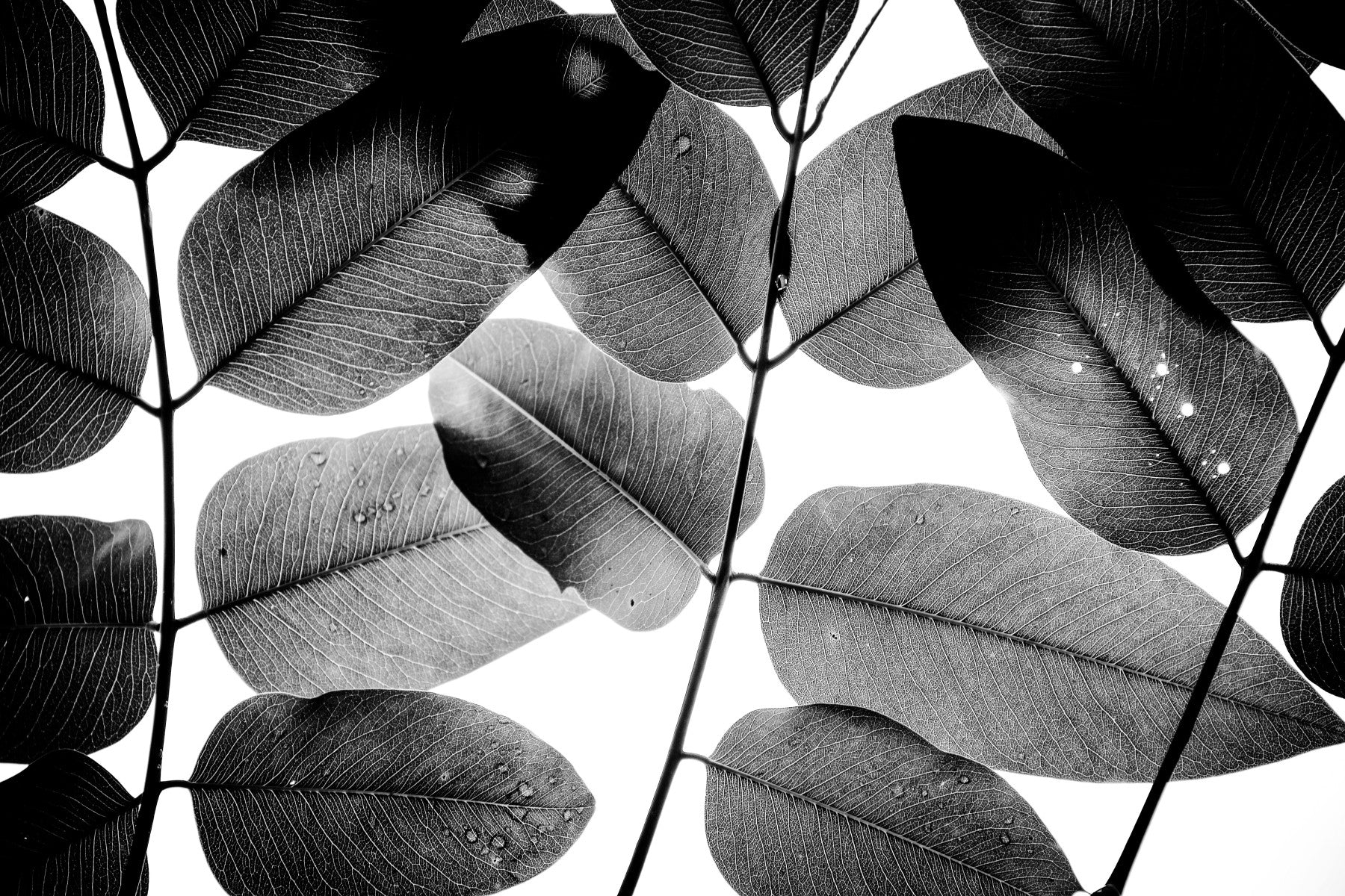 A beautiful abstract leaf wallpaper mural for a modern home.

