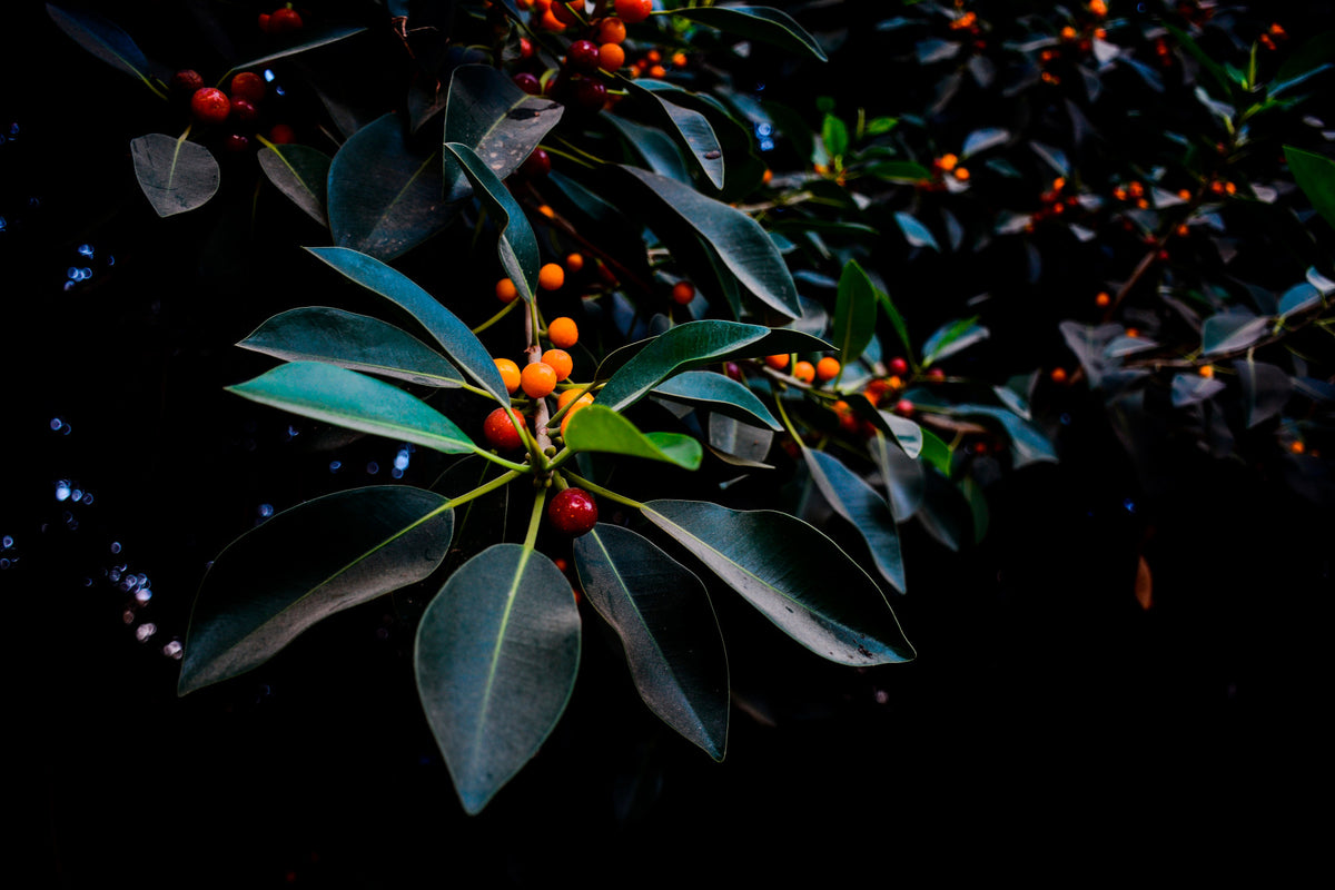 Orange, Green and Dark Wall Mural in your room