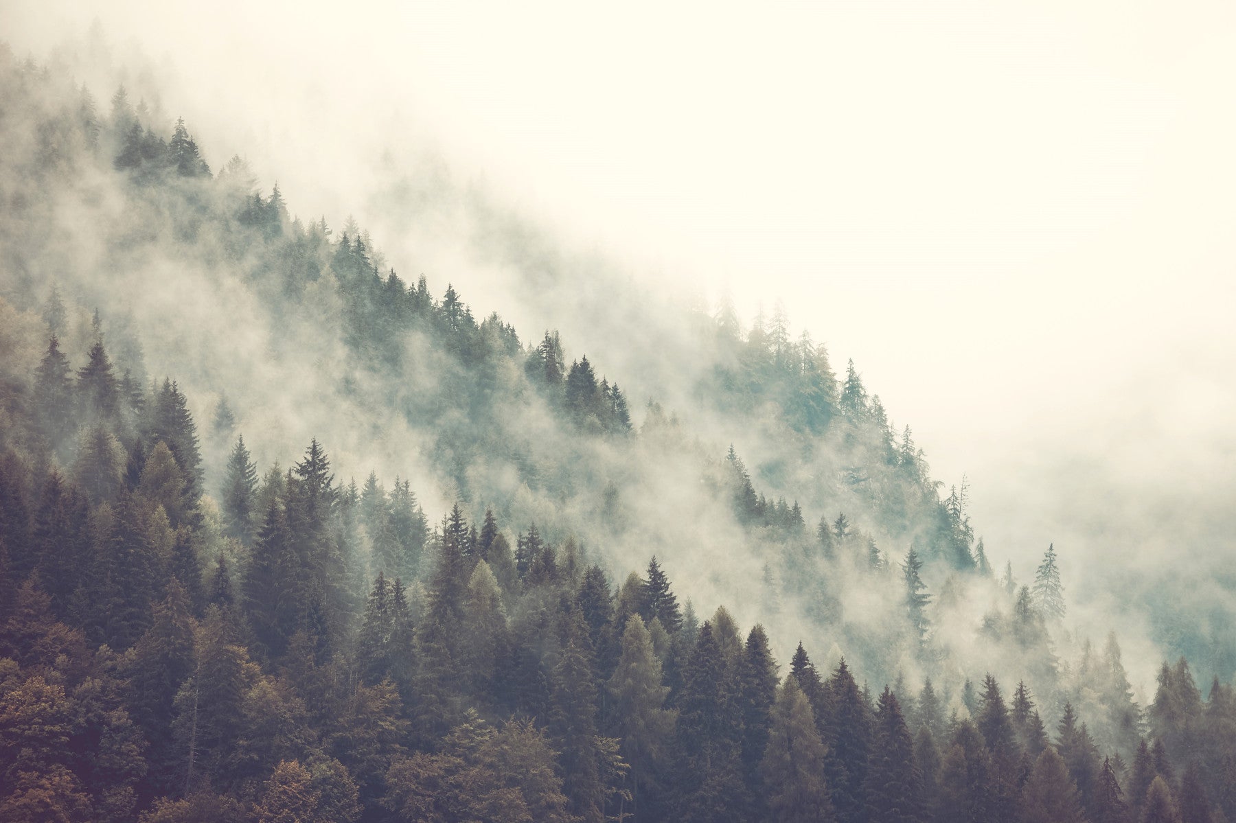 Misty Mountainside Wall Mural