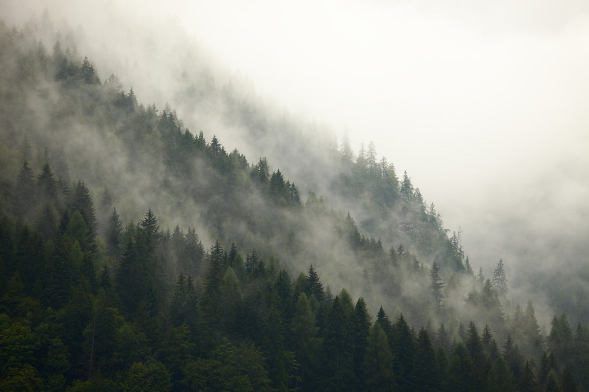 Misty Pines Wall Mural in your room — zoomed