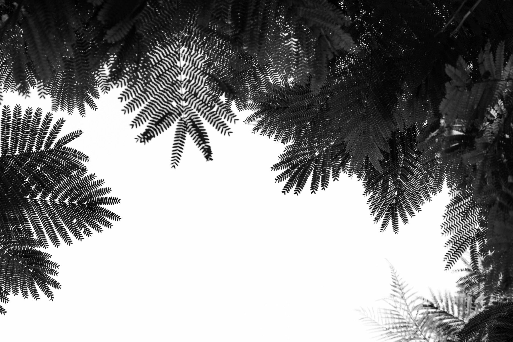 The Tree Top II Wall Mural